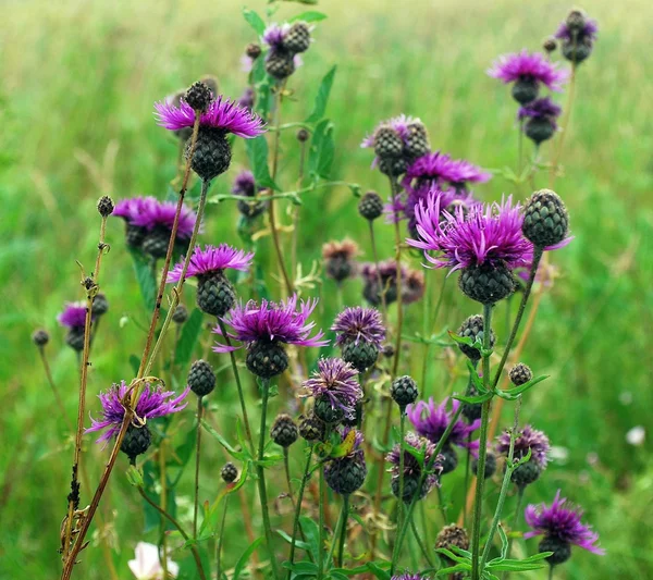 Divoké purple květiny v trávě — Stock fotografie