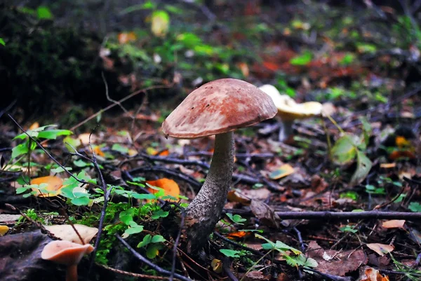 Коричневый гриб - Leccinum scabrum из европейского леса — стоковое фото