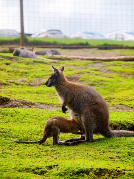 Kangur w Wielkiej Brytanii zoo — Zdjęcie stockowe