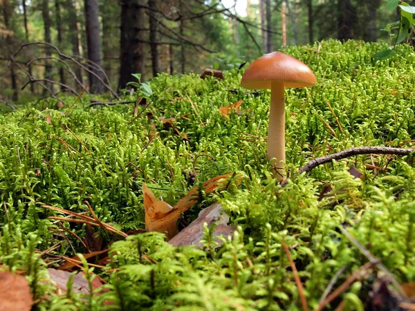 Grön mossa backgruond på nära håll — Stockfoto