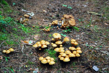 Mantar grup ile eski güdük