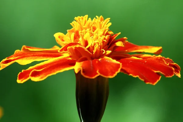 在绿色的花橙色泰戈特 (万寿菊) — 图库照片
