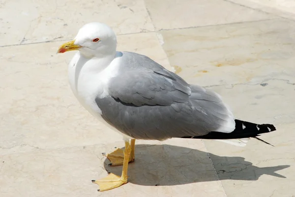 Mouette sur le toit de Rome — Photo