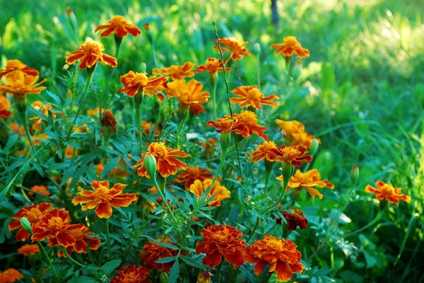 Oranje Afrikaantje bloemen (Goudsbloem) in het groene gras — Stockfoto