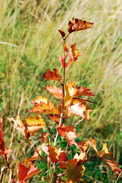 Red little autumn birch tree — Stock Photo, Image