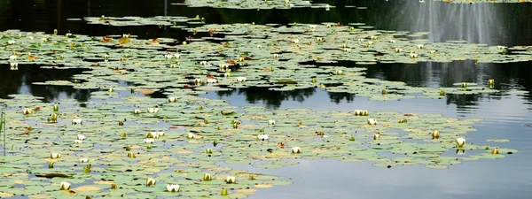 Lys blanc flottant sur un lac — Photo