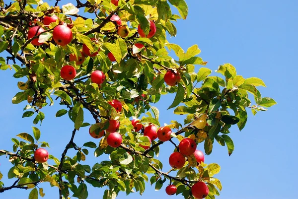 Bogaty kilka czerwonych jabłek na oddział — Zdjęcie stockowe