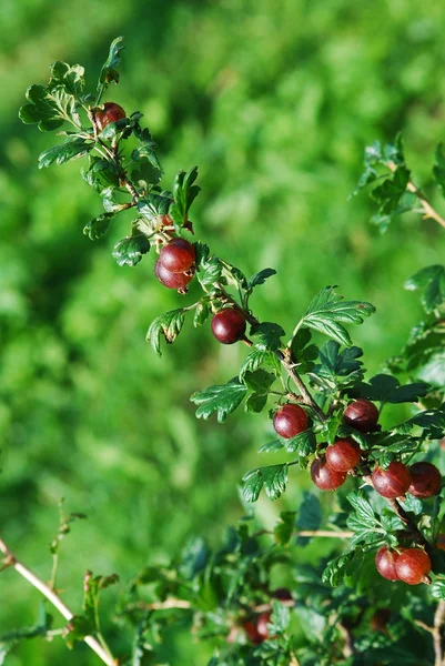 Groselhas vermelhas penduradas em um arbusto — Fotografia de Stock
