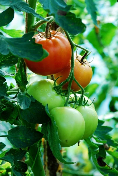 Verse groene tomaten in de kas — Stockfoto
