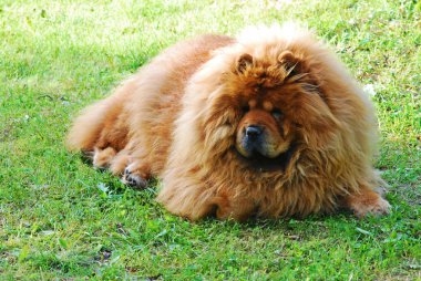 Yeşil çimenlerin üzerinde kırmızı chow chow köpek 