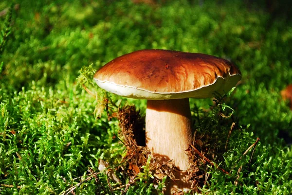 Cep Crece la seta en el bosque europeo —  Fotos de Stock