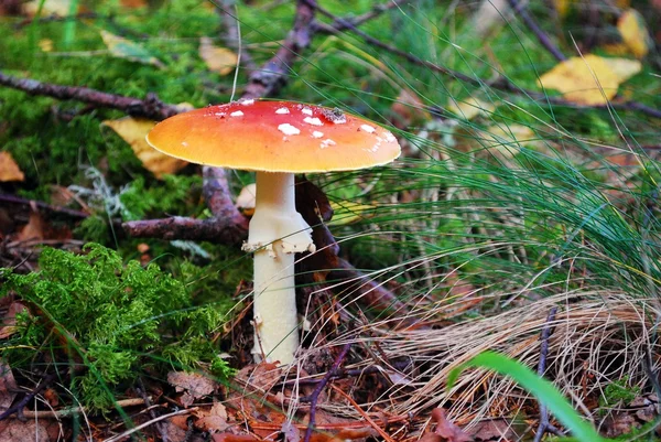 Muchomůrka červená - krásný houbaření - vysoce toxický — Stock fotografie