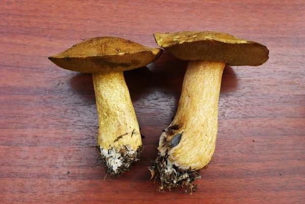 Gyroporus cyanescens uit Europese forest — Stockfoto