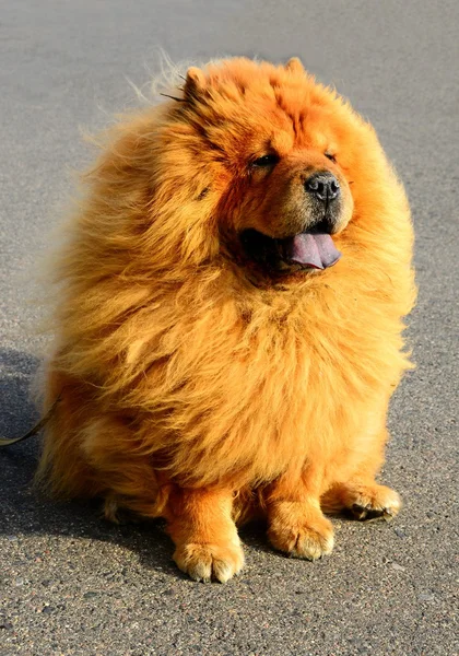 Brown amigável cão chow-chow na cidade — Fotografia de Stock