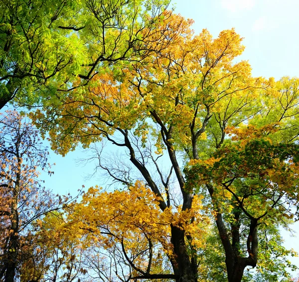 Spaziergang im Park des Domplatzes in Vilnius — Stockfoto