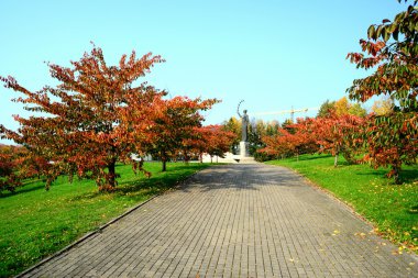 Güzel sakura Chiune Sugihara hatırlamak Sonbahar zaman kiraz