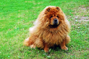Yeşil çimenlerin üzerinde kırmızı chow chow köpek 