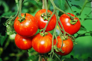 Sera içinde taze kırmızı domates