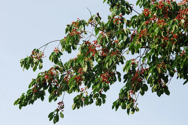 Ramo de cereja doce selvagem (prunus avium) — Fotografia de Stock