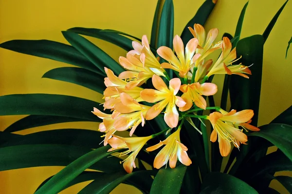 美丽的Clivia Miniata — 图库照片