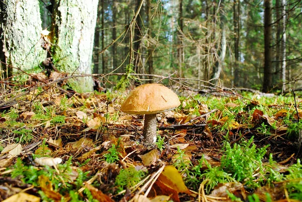 Orange-cap boletus växer i skogen — Stockfoto