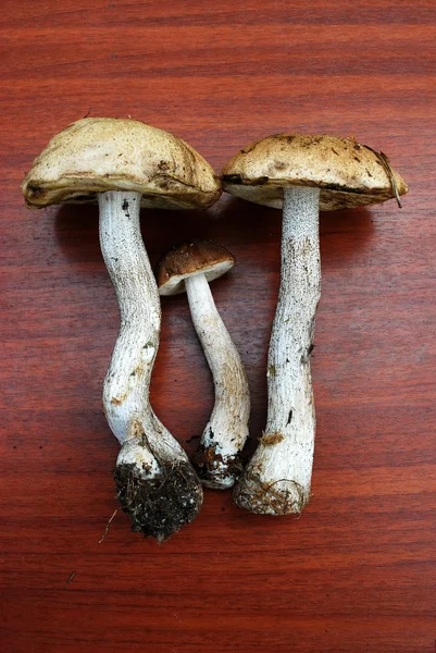 Champiñón marrón - Escabro de Leccinum del bosque europeo —  Fotos de Stock