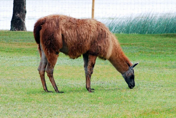 Lama nel parco Grutas vicino alla città di Druskininkai — Foto Stock