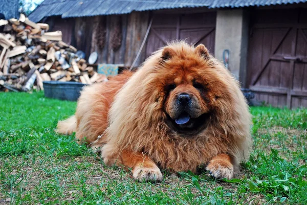 Cão de comida de comida vermelha em uma grama verde — Fotografia de Stock