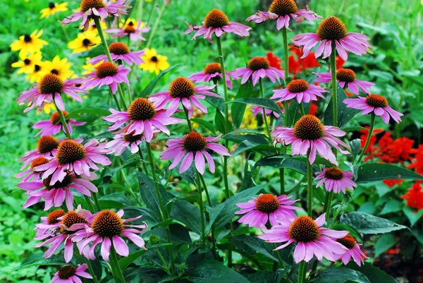 Echinacea purpurea - an herb stimulating the immune system — Stock Photo, Image