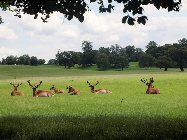 Deers in the UK zoo — Stock Photo, Image