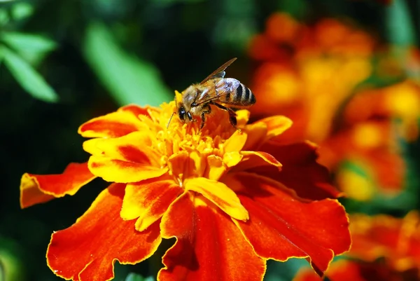 Abeille sur la fleur de tagete — Photo