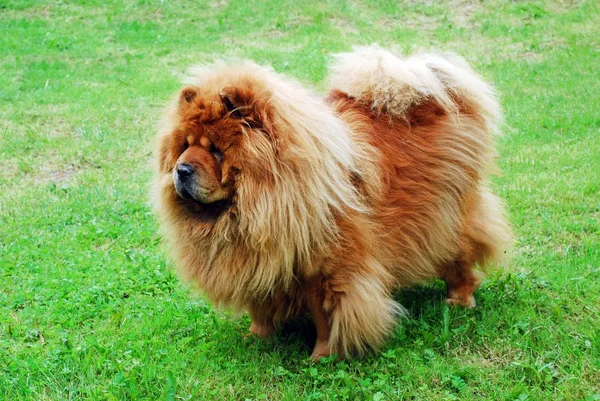 Red chow chow dog on a green grass — Stock Photo, Image