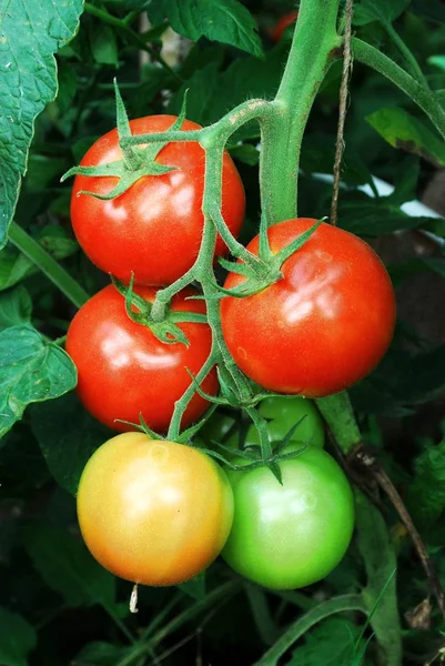 Čerstvá červená rajčata ve skleníku — Stock fotografie