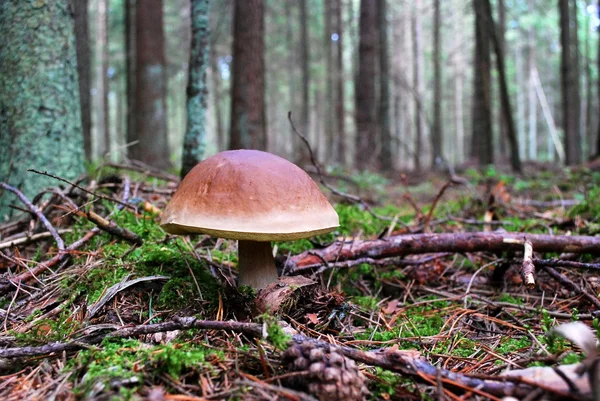 Boletus de capucha anaranjada creciendo en el bosque —  Fotos de Stock