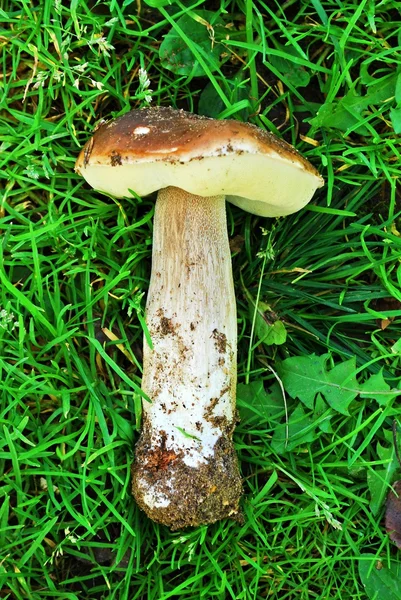 Cep del bosque europeo en el fondo de hierba verde —  Fotos de Stock