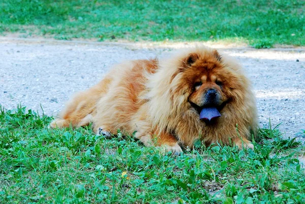 Portrait of dog chow-chow Dina on nature background — Stock Photo, Image