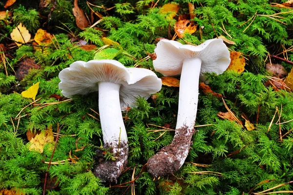 White mushroom over green moss at autumn time — Stock Photo, Image