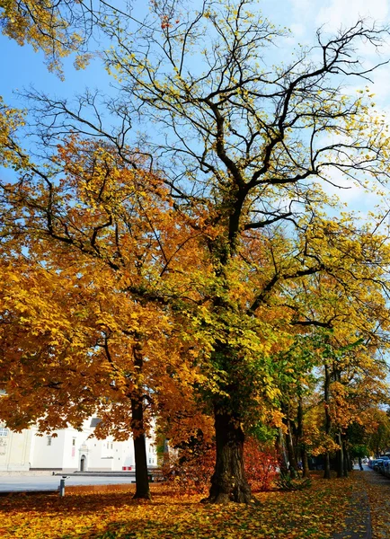 Promenader i parken av katedraltorget i Vilnius stad — Stockfoto