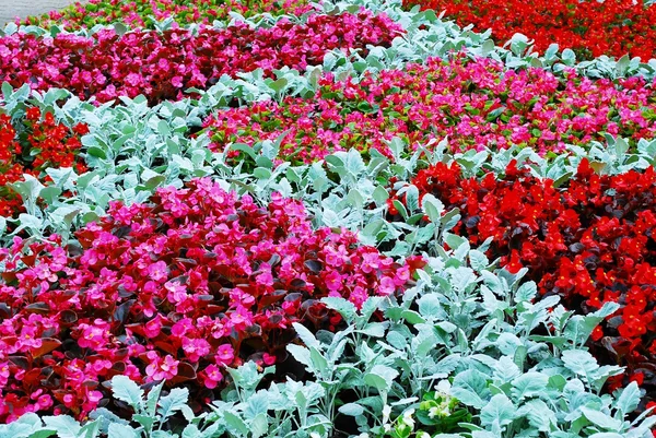 Különböző dekoratív rózsaszín, piros, zöld virágok háttér — Stock Fotó