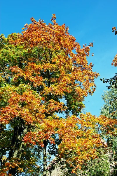 Baum mit goldenen Blättern im Herbst und Sonnenstrahlen — Stockfoto