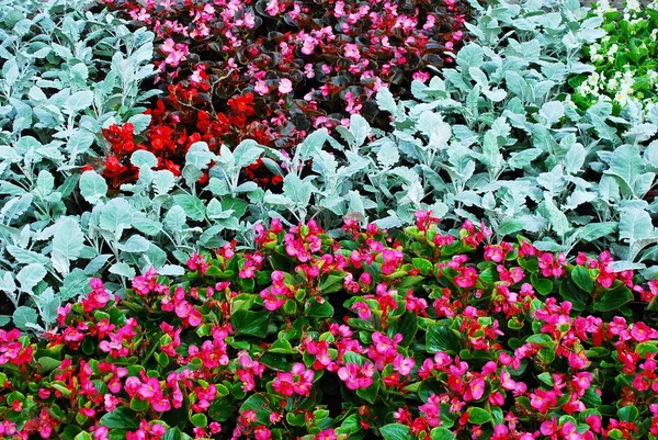 Różne ozdobne kwiaty różowe, czerwone, zielone tło — Zdjęcie stockowe