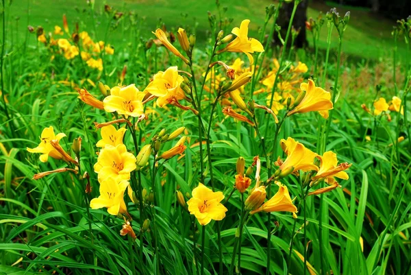 Fiori gialli sullo sfondo verde erba — Foto Stock