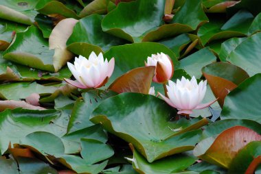 Beyaz nilüfer bir gölde yüzen 