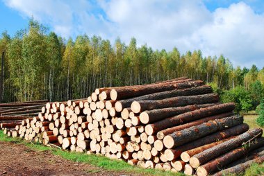 Stack of prepared wood in european forest clipart