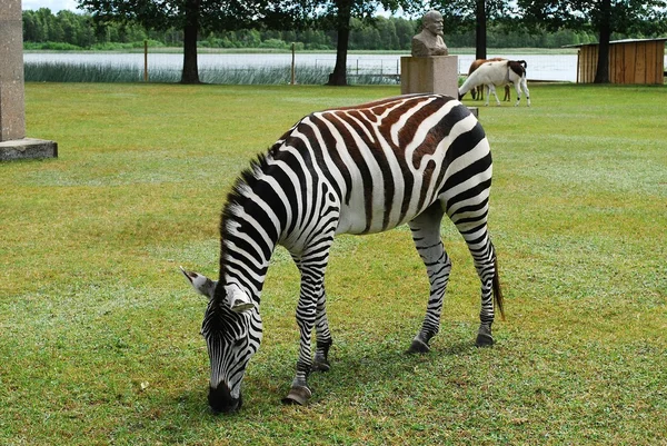 Zebra nel parco Grutas vicino alla città di Druskininkai — Foto Stock