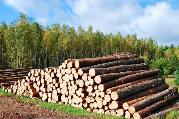 Stack of prepared wood in european forest