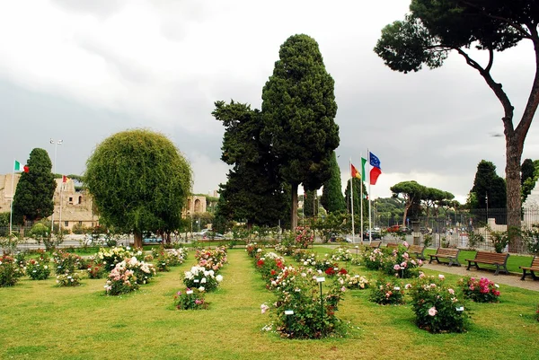 Rosas no jardim da cidade de Roma em 31 de maio de 2014 — Fotografia de Stock