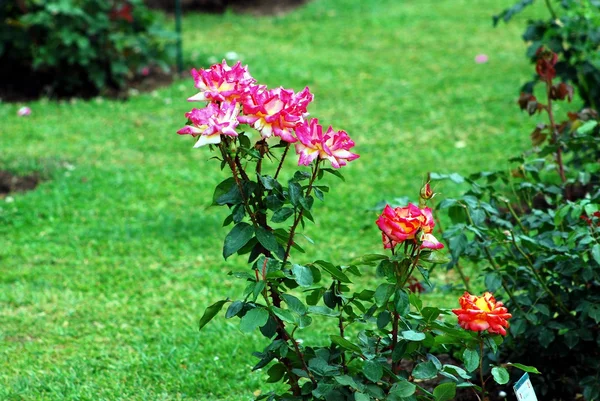 Rosas vermelhas no jardim na cidade de Roma — Fotografia de Stock