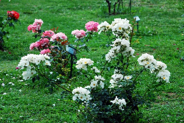 Weiße Rosen im Garten der Stadt Rom — Stockfoto