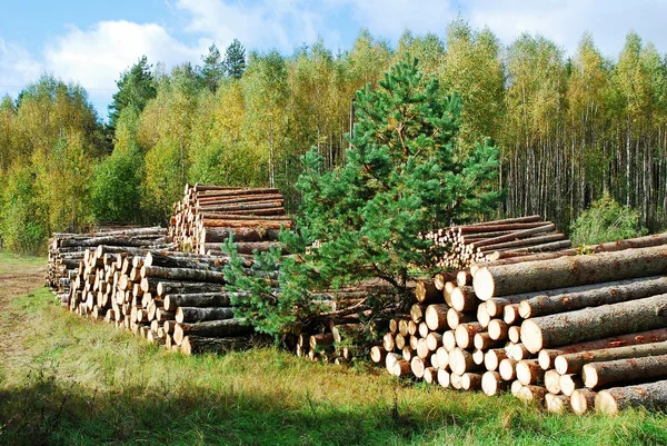 Montón de madera preparada en el bosque europeo —  Fotos de Stock